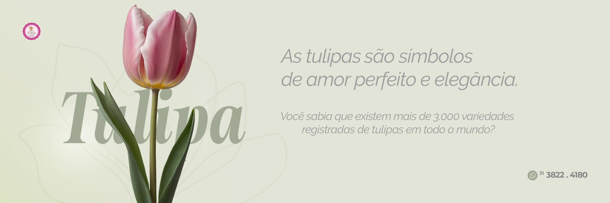 banner site tulipa